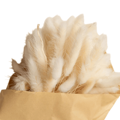 Bunny Rabit Tail Dried Flowers - Image 3